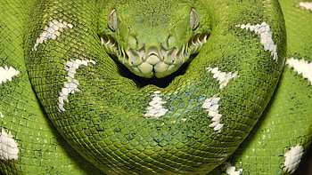 Snake motifs, Mesmerizing colours, Serpent symbolism, Artistic interpretations HD wallpaper