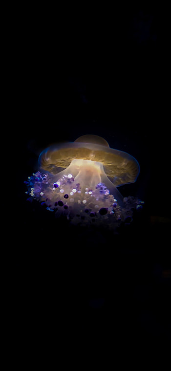 Cotylorhiza tuberculata, Jellyfish HD phone wallpaper