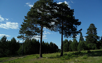 Nature, Trees, Grass, Summer, Forest HD wallpaper