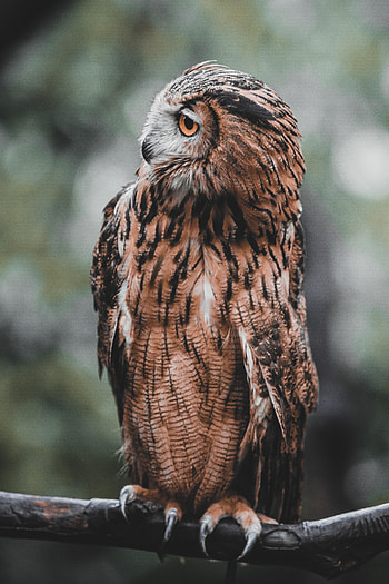 Animals, Owl, Bird, Brown, Branch, Wildlife HD phone wallpaper