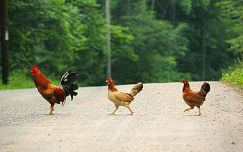 Hen (Animals), Poultry , Chicken backgrounds, Farm animals HD wallpaper
