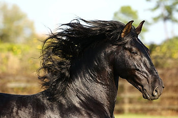 Born To Lead, spanish, andalusian, horses, black, iberian HD wallpaper