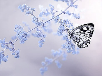 butterfly, animal, , flower HD wallpaper