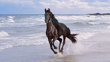 Animals, Shore, Bank, Spray, Bounce, Jump, Horse, Run Away, Run HD wallpaper