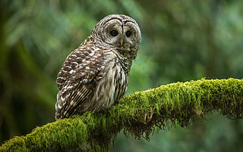 Barred Owl, animal, bird, owl HD wallpaper