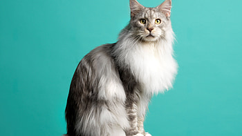 White Black Fur Maine Coon Cat Is Sitting In Light Blue Wall Background Cat HD wallpaper