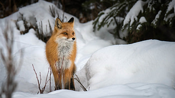 Fox snow winter animals, Mammals HD wallpaper