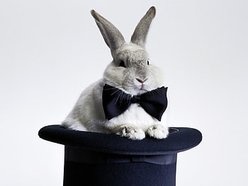 Animals, Bow, Rabbit, Hat HD wallpaper