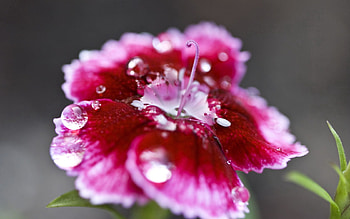 Patterns, Flower, Macro, Lines HD wallpaper