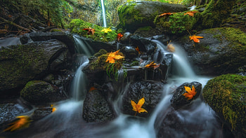 Stream in Autumn Forest, leaves, rocks, river, fall, colors, trees HD wallpaper
