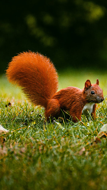 Anime squirrel , Artistic squirrel drawing HD phone wallpaper