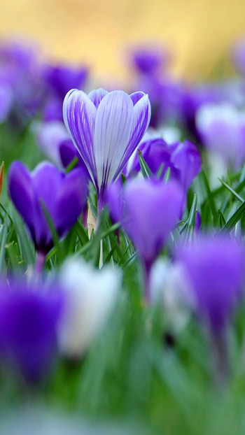 Spring Flowers, Purple Flowers HD phone wallpaper