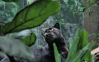 Animals, Leaves, To Lie Down, Lie, Predator, Panther HD wallpaper