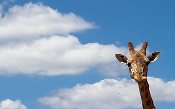 Animals, Nature, Sky, Giraffe HD wallpaper