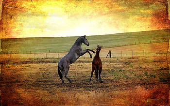 Animals, Horses HD wallpaper