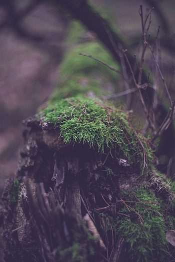 Plant, Macro, Moss, Log HD phone wallpaper