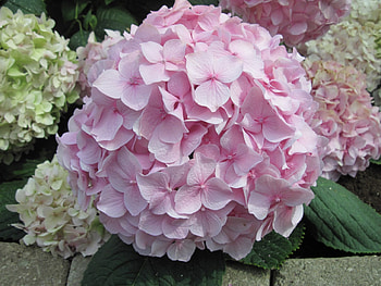 Colorful Flowers a garden makeup 31, pink, hydrangeas, graphy, green, Flowers, garden HD wallpaper