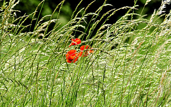Nature, Flowers, Poppies, Greens, Field, Ears, Spikes HD wallpaper
