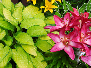 Hosta And Lilies, Flowers Leaves, Summer, Leaves, graphy, Hosta, Lilies, Flowers HD wallpaper