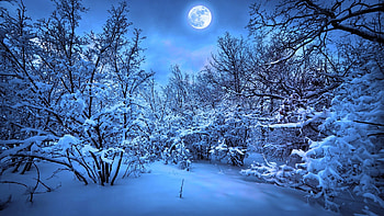 Blue Winter Forest Full Moon HD wallpaper