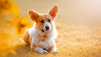 Corgi , Cute dogs, Background HD wallpaper