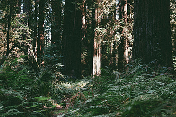 Nature, Trees, Summer, Shine, Light, Forest HD wallpaper