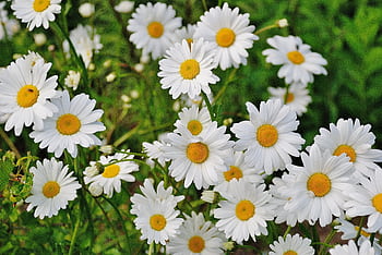 Vibrant cluster of white daisies blooming in a lush green garden during spring. HD wallpaper