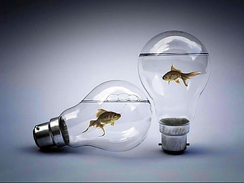 Fish Bulbs, cool, fish, bulbs, graphy HD wallpaper