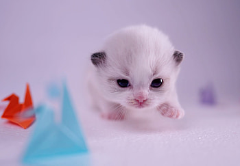 Baby Kitten, kitten, Baby, cat, paw HD wallpaper