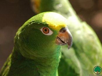 adi, birds, animals HD wallpaper