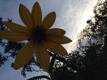 Yellow flower, sky, nature, sunset, flower HD wallpaper