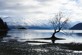 Alone Tree Snow Lake Mountain Landscape , tree, nature, lake, snow, mountain, landscape HD wallpaper