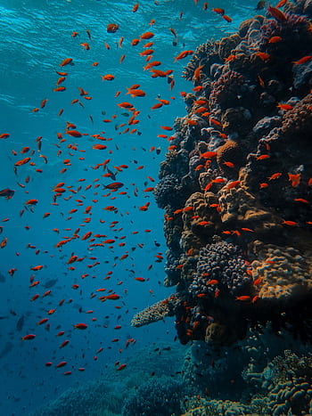 A vibrant coral reef teeming with colorful fish in a crystal-clear ocean setting. HD phone wallpaper