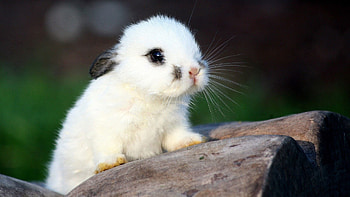 Baby Animal, Cute , Adorable creatures, Precious HD wallpaper