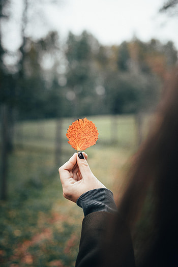 Autumn, Macro, Hand, Miscellanea, Miscellaneous, Sheet, Leaf, Focus HD phone wallpaper