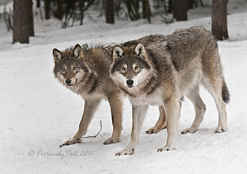 Golden-Eyed Wolves in Snow, nature, golden eyes, wolves, snow HD wallpaper