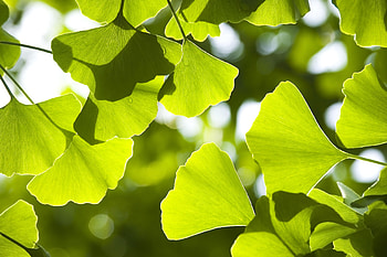 Ginkgo Biloba, Enchanting , Serene background, Natural beauty HD wallpaper