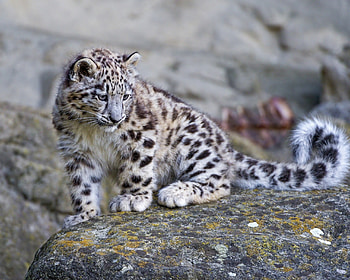 Animals, Stones, Snow Leopard, Predator, Big Cat, Moss HD wallpaper