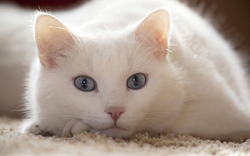 Animals, Light, Cat, To Lie Down, Lie, Light Coloured HD wallpaper
