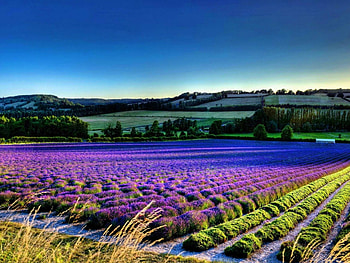 Landscape, Fields HD wallpaper
