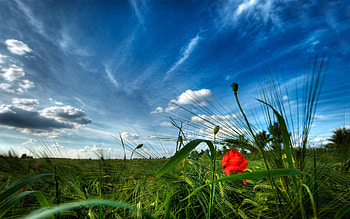 Landscape, Fields HD wallpaper