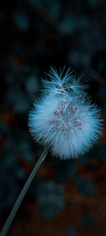 Dandelion, daisy_family, apedits, terrestrial_plant, blue, plant, Samsung, air, pushpa HD phone wallpaper