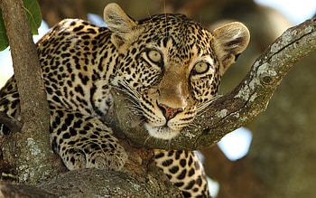 Jaguar, animal, cat, graphy HD wallpaper