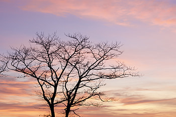 Nature, Sky, Twilight, Clouds, Wood, Tree, Dusk HD wallpaper