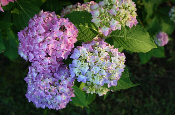 Flowers, Multicolored, Close-Up, Bloom, Flowering, Balls, Hydrangea HD wallpaper