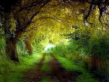 Mood green, arching branches, sunlight, path, green, trees, forest HD wallpaper