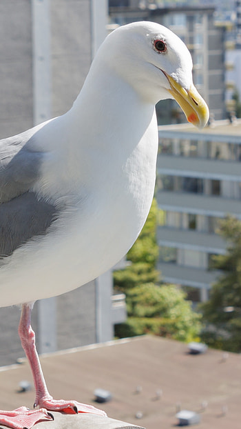 Glaucous, Large, White Headed, Gulls HD phone wallpaper