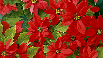 Breathtaking poinsettias, Gorgeous holiday plants, Vibrant red flowers, Festive enchantment HD wallpaper