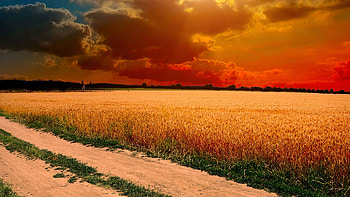Agriculture , Farming industry HD wallpaper