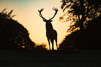 Dark, Silhouette, Animal, Deer HD wallpaper